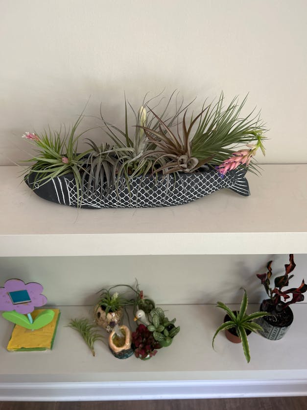 Packs of 10, 20 or 30 - Budding, Blushing & Blooming Air Plant Variety Pack