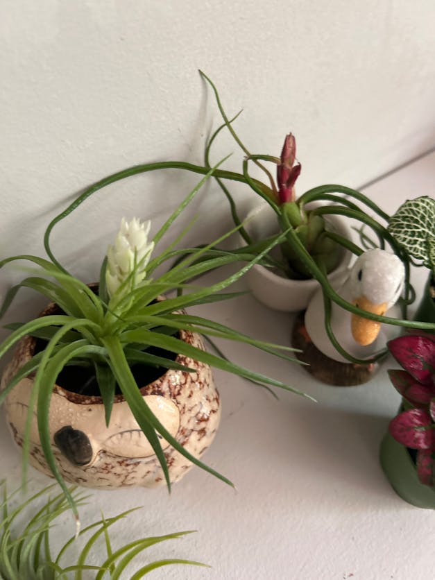 Packs of 10, 20 or 30 - Budding, Blushing & Blooming Air Plant Variety Pack