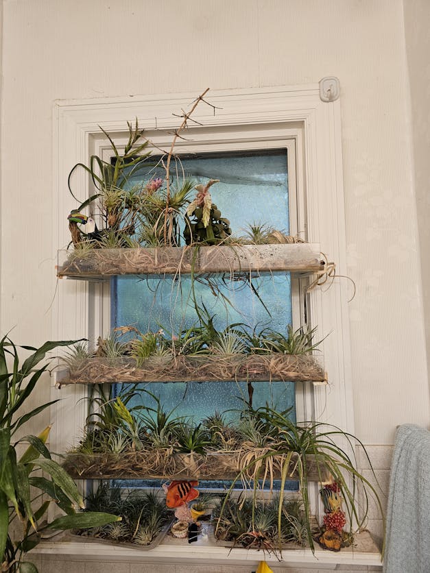 Packs of 10, 20 or 30 - Budding, Blushing & Blooming Air Plant Variety Pack