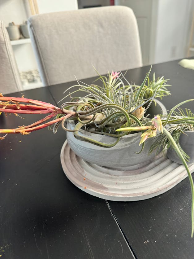 Packs of 10, 20 or 30 - Budding, Blushing & Blooming Air Plant Variety Pack