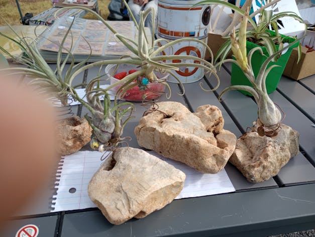 Packs of 10, 20 or 30 - Budding, Blushing & Blooming Air Plant Variety Pack