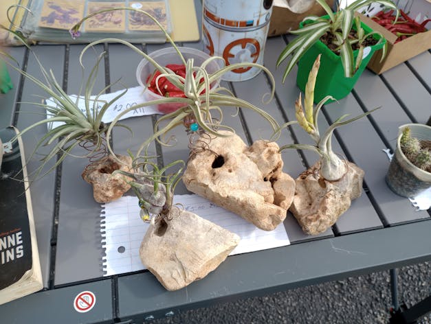 Packs of 10, 20 or 30 - Budding, Blushing & Blooming Air Plant Variety Pack