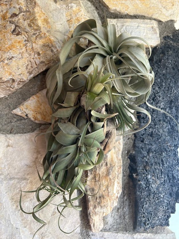 Medium Tillandsia Xerographica - 3 for $36 Special - Limited Time