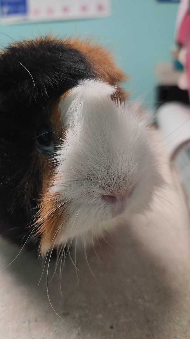 pet guinea pig