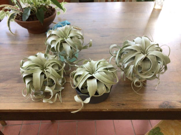 Medium Tillandsia Xerographica - 3 for $36 Special - Limited Time