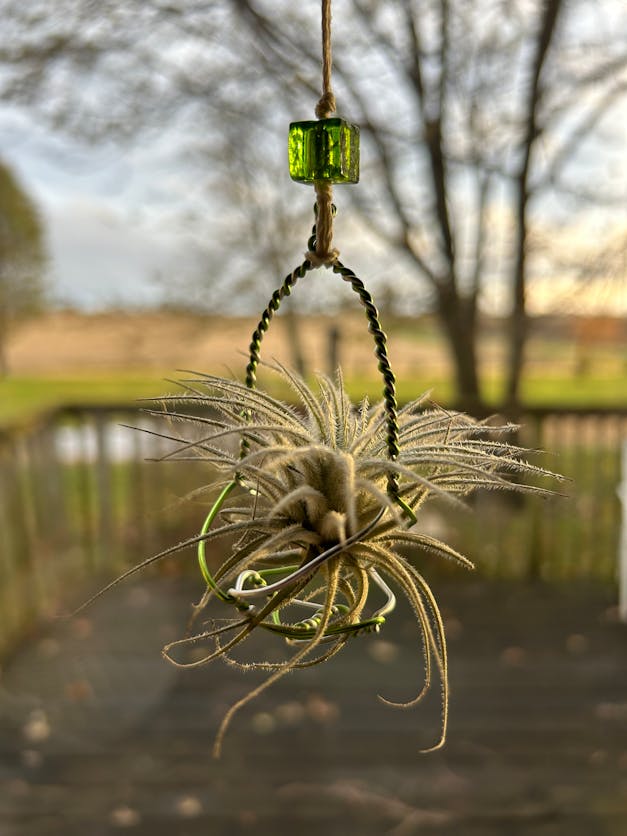 Tillandsia Ionantha Air Plant Variety