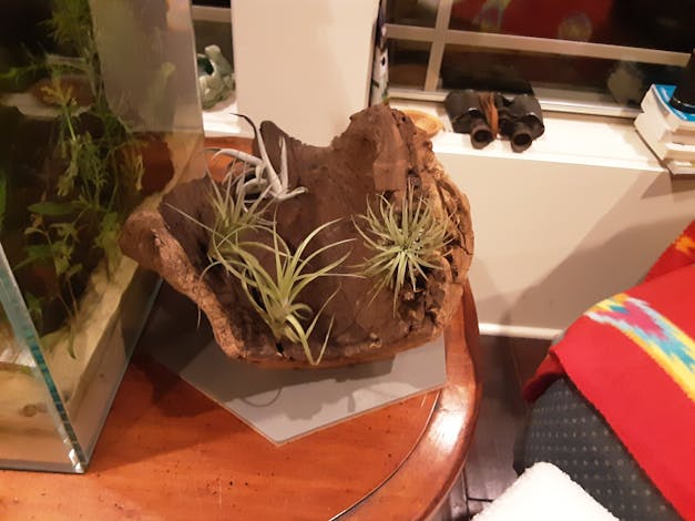 Tillandsia Ionantha Air Plant Variety