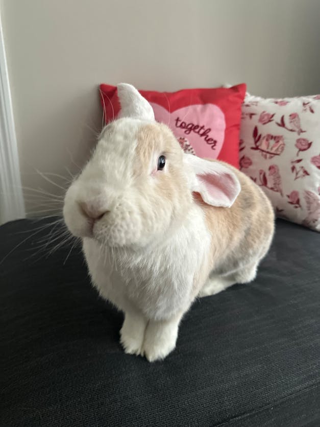 pet rabbit