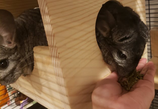 pet chinchilla