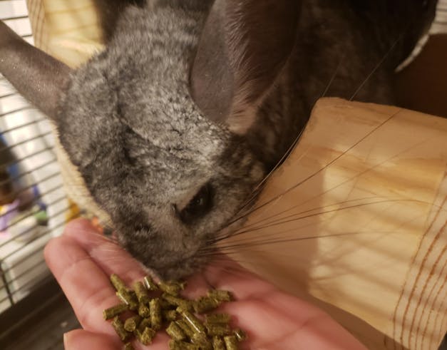 pet chinchilla