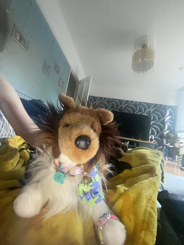 Collie Dog Companion