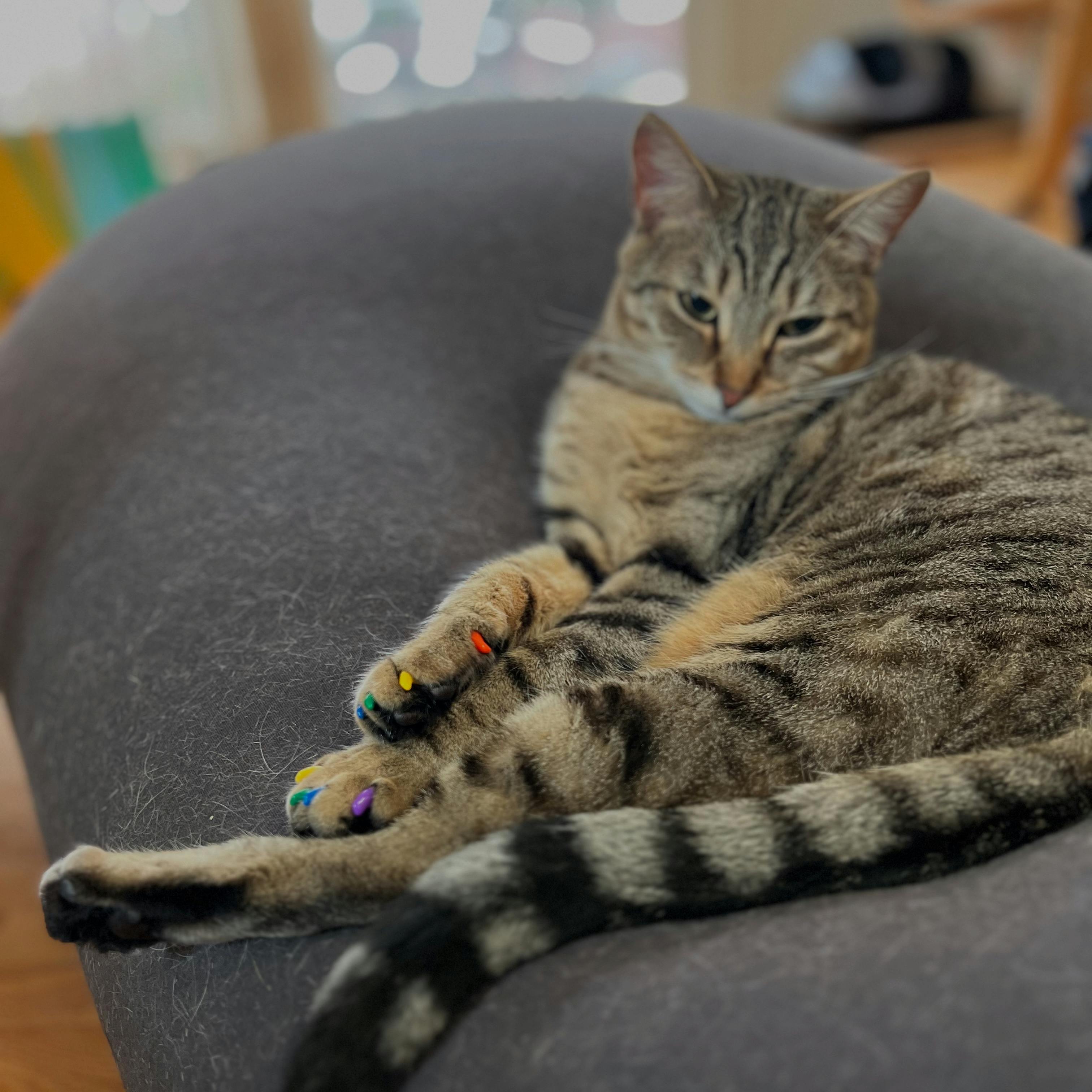 Soft Paws Product Reviews | https://www.softpaws.com