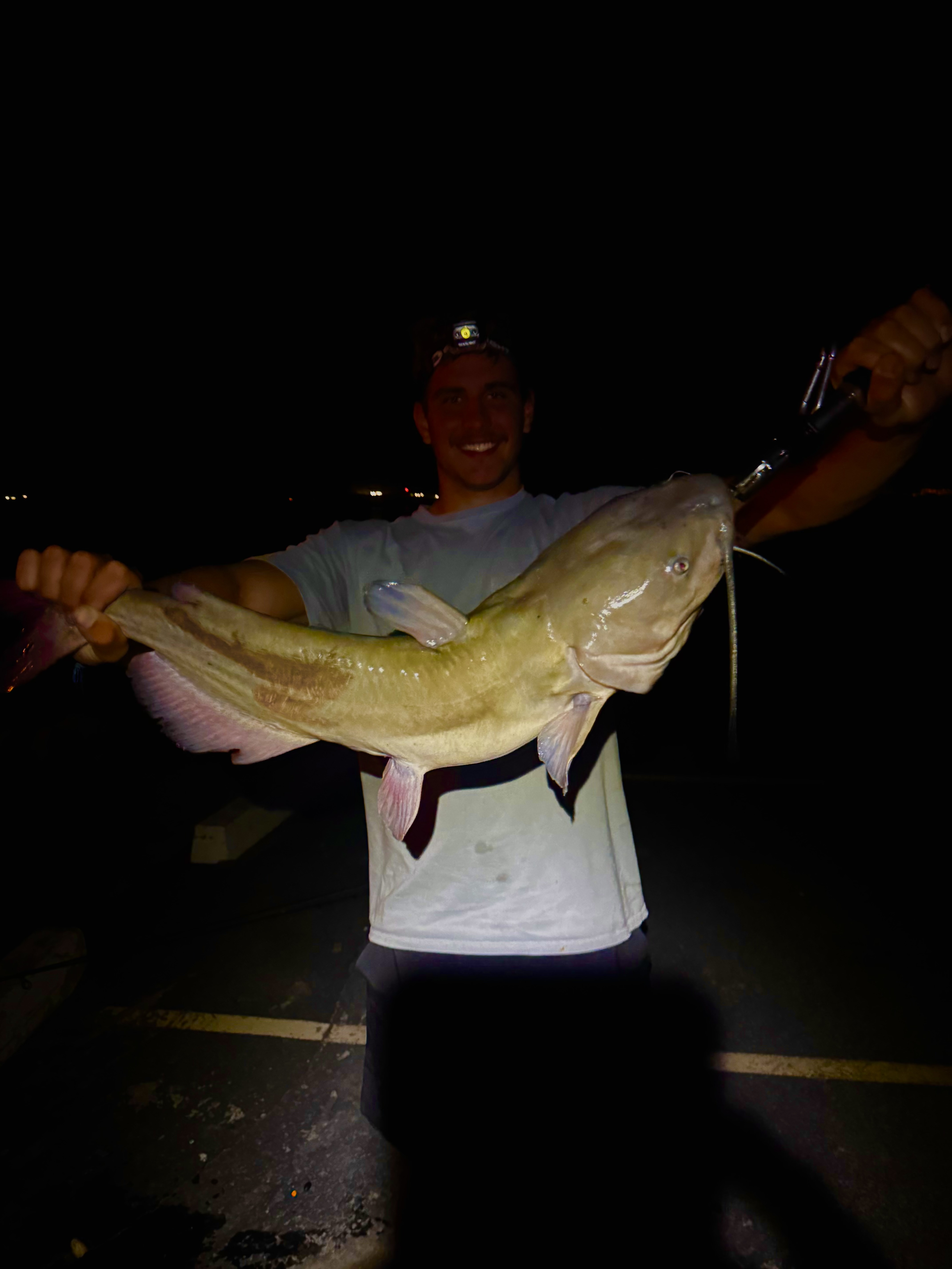Flathead Catfish Spawning Catfish Boxes For Noodling Catfish
